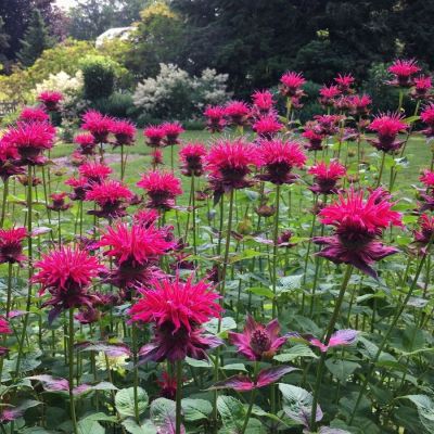 Монарда Разберри Вайн - Dolina-Sad.Ru