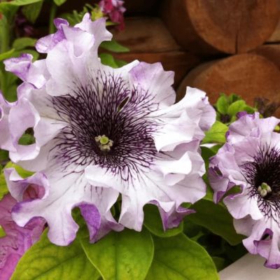 Петуния превосходнейшая Альба Петуния превосходнейшая Альба фото