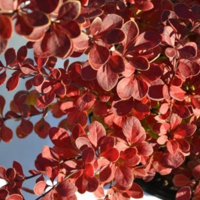 Барбарис Тунберга Ред Карпет Барбарис Тунберга Ред Карпет фото