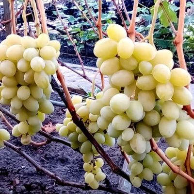 Виноград Ландыш - Dolina-Sad.Ru