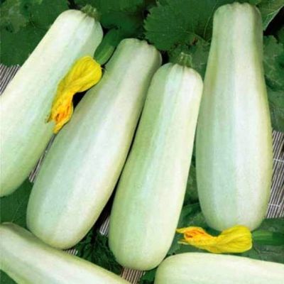 Кабачок Белоплодный Кабачок Белоплодный фото