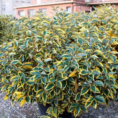 Лох Эббинга Гилт Эдж Лох Эббинга Гилт Эдж - Dolina-Sad.Ru