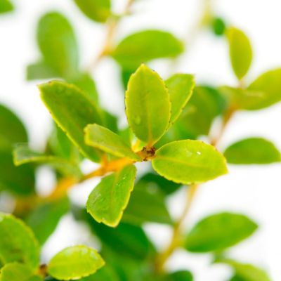 Падуб городчатый Сегун Падуб городчатый Сегун - Dolina-Sad.Ru