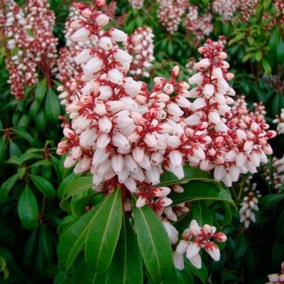 Пиерис японский Бонфаер Пиерис японский Бонфаер - Dolina-Sad.Ru