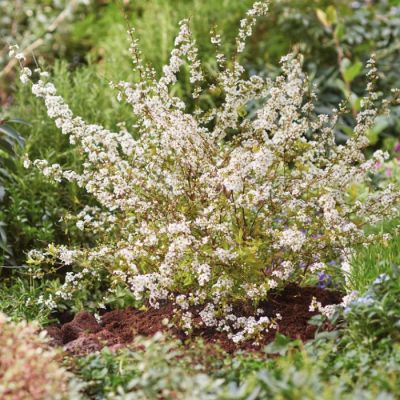 Спирея сливолистная Голдфайер, С2 Спирея сливолистная Голдфайер, С2 - Dolina-Sad.Ru