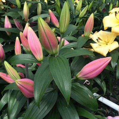 Лилия Белламонте - Dolina-Sad.Ru