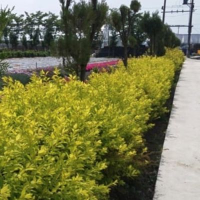 Спирея сливолистная Голдфайер, С2 Спирея сливолистная Голдфайер, С2 - Dolina-Sad.Ru