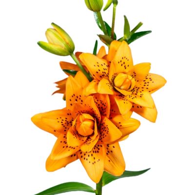 Лилия Датч Дизайн - Dolina-Sad.Ru