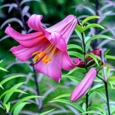 Лилия Перфекшн Пинк фото