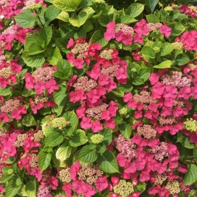 Гортензия крупнолистная Роткелхен Гортензия крупнолистная Роткелхен фото