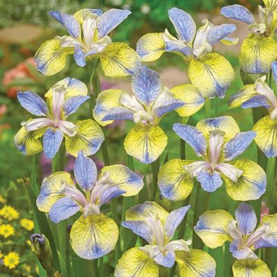 Ирис Типпед ин Блю Ирис Типпед ин Блю - Dolina-Sad.Ru