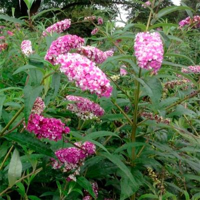 Буддлея Давида Берриз энд Крем Буддлея Давида Берриз энд Крем - Dolina-Sad.Ru