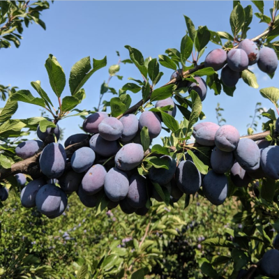 Слива Стенли Слива Стенли фото