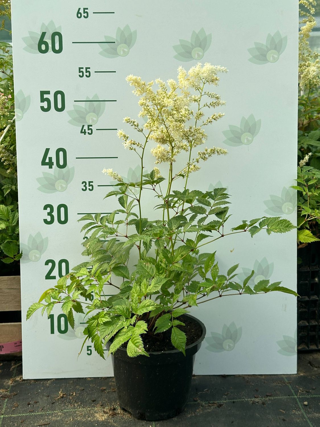 Астильба Арендса Браутшлеер - Dolina-Sad.Ru