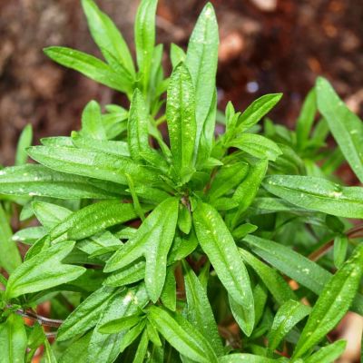 Чабер огородный Чарли Чабер огородный Чарли фото