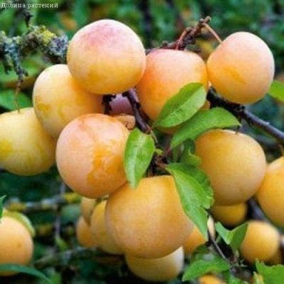 Слива Абрикосовая Ветразь Слива Абрикосовая Ветразь фото