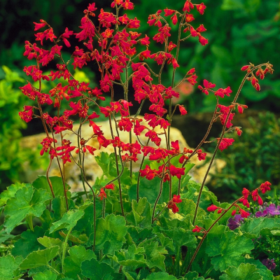 Гейхера Плю Дэ Фью фото