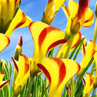 Кислица Голден Кейп Кислица Голден Кейп фото