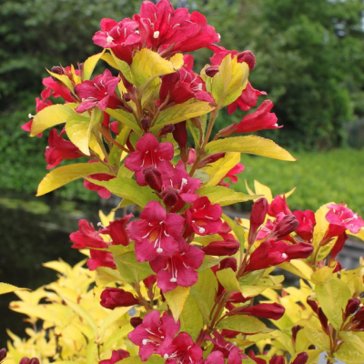 Вейгела Олимпиада Вейгела Олимпиада фото