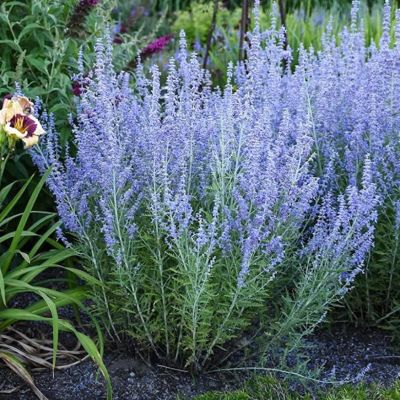 Перовския лебедолистная Крэйзи Блю - Dolina-Sad.Ru