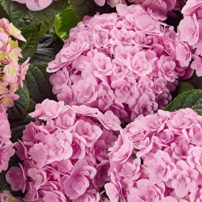 Гортензия крупнолистная Флорентина - Dolina-Sad.Ru