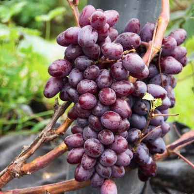 Виноград Эталон Виноград Эталон - Dolina-Sad.Ru