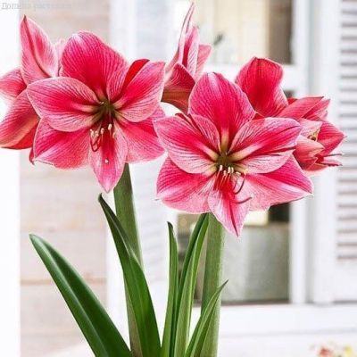 Амариллис Гервазе фото