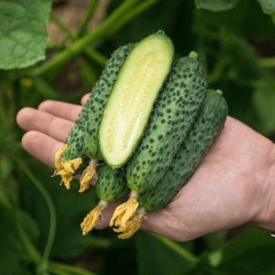 Огурец Криспина F1 фото