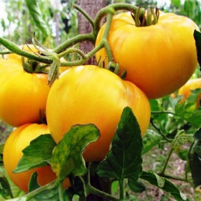 Томат Гигант лимонный Н14 Томат Гигант лимонный Н14 фото