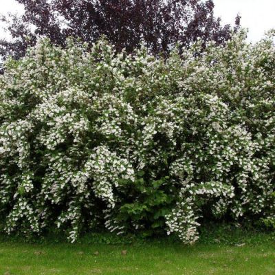 Дейция шершавая, С3 Дейция шершавая, С3 - Dolina-Sad.Ru