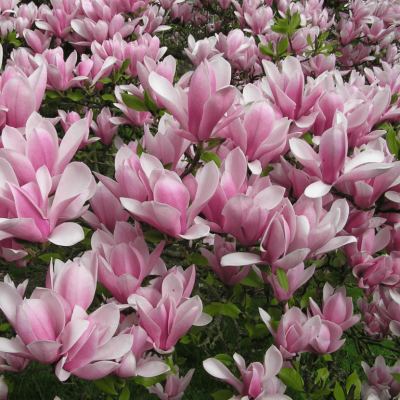 Магнолия Небесный Аромат фото