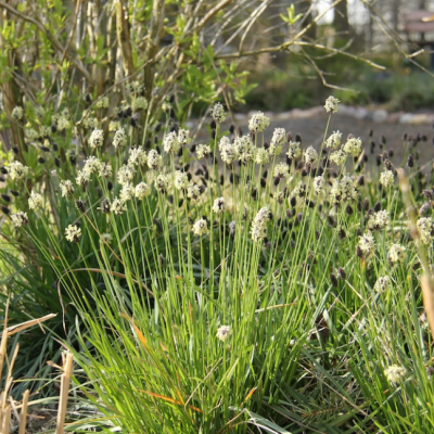 Сеслерия голубая фото