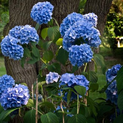 Гортензия крупнолистная Блю Вейв Гортензия крупнолистная Блю Вейв фото