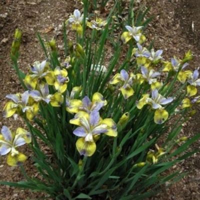 Ирис Типпед ин Блю Ирис Типпед ин Блю - Dolina-Sad.Ru