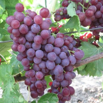 Виноград Памяти Учителя Виноград Памяти Учителя - Dolina-Sad.Ru