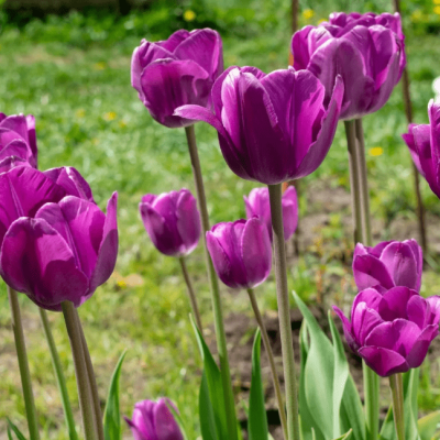 Тюльпан Краун оф Негрита Тюльпан Краун оф Негрита фото