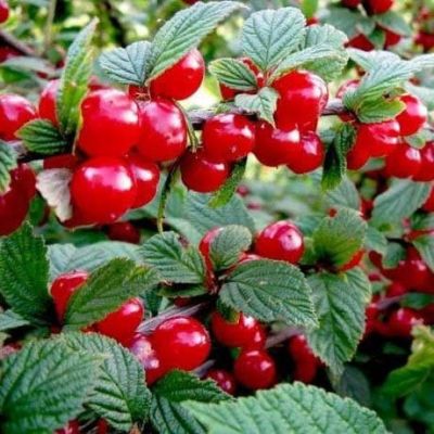 Вишня войлочная Детская Вишня войлочная Детская фото