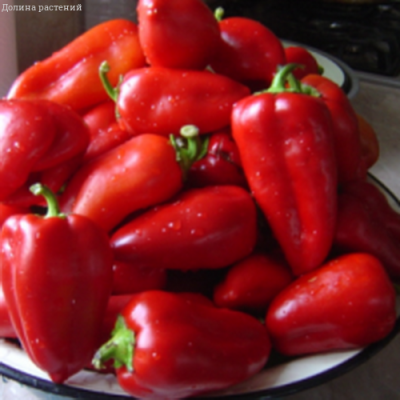 Перец Кавалер Перец Кавалер фото