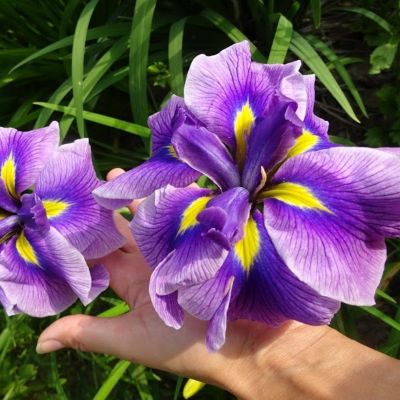 Ирис мечевидный Кристал Хало - Dolina-Sad.Ru