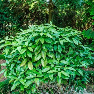 Аукуба японская Аукуба японская - Dolina-Sad.Ru