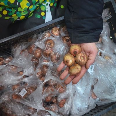 Гладиолус Честер Гладиолус Честер фото