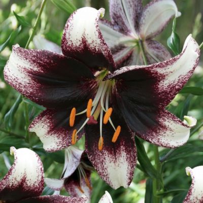 Лилия Страчетелла Ивент Лилия Страчетелла Ивент - Dolina-Sad.Ru