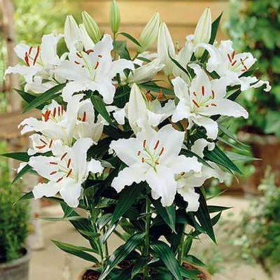 Лилия Родолфа Лилия Родолфа фото