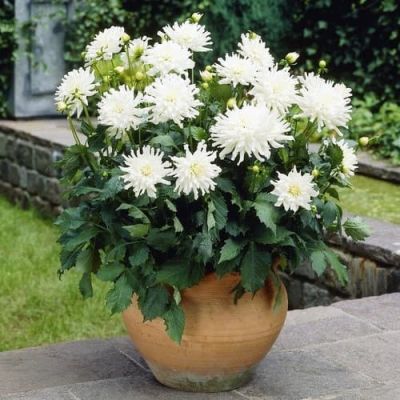 Георгина Аспен Георгина Аспен фото