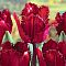Тюльпан Блэк Джевел Тюльпан Блэк Джевел фото
