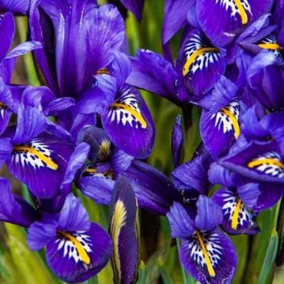 Ирис Пикси Ирис Пикси - Dolina-Sad.Ru