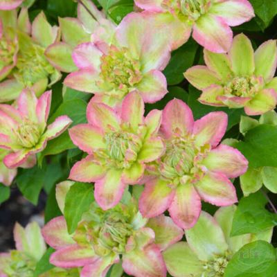 Клематис Писташио Кейк Клематис Писташио Кейк - Dolina-Sad.Ru