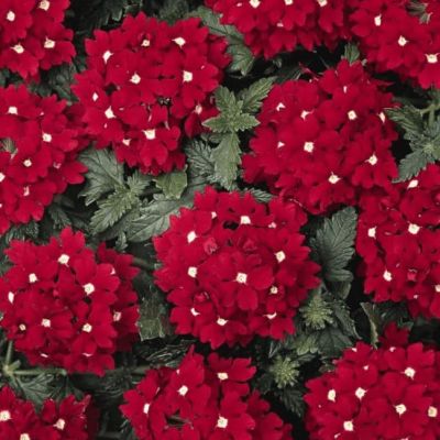 Вербена гибридная Маджента фото