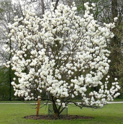 Магнолия суланжа Ленней Магнолия суланжа Ленней - Dolina-Sad.Ru