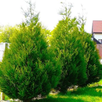 Туя складчатая Атровиренс Туя складчатая Атровиренс - Dolina-Sad.Ru
